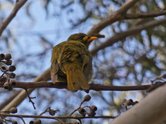 Manorina melanophrys
