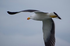Larus pacificus