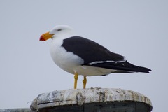 Larus pacificus