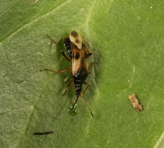 Anthocoris nemorum