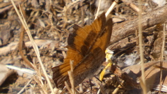 Pyronia cecilia