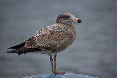 Larus pacificus