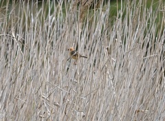 Cisticola exilis