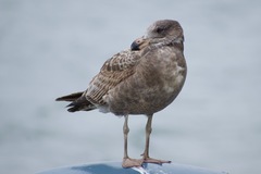Larus pacificus