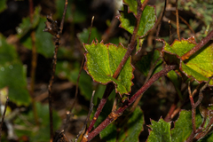 Xanthosia rotundifolia