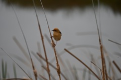 Cisticola exilis
