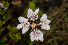 Xanthosia rotundifolia