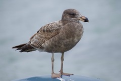 Larus pacificus