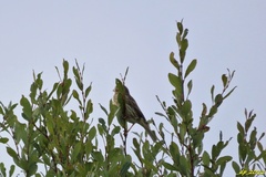 Emberiza calandra