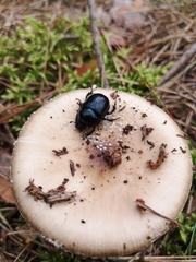 Geotrupidae