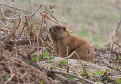 Marmota kastschenkoi
