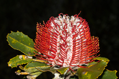 Banksia coccinea