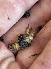 Gryllotalpa australis