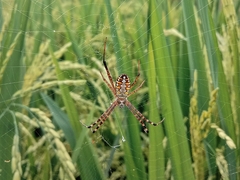 Argiope catenulata