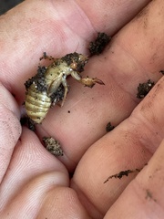 Gryllotalpa australis