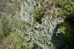 Mercurialis tomentosa
