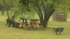 Papio ursinus ursinus