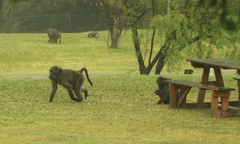 Papio ursinus ursinus