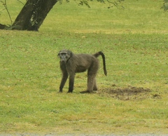 Papio ursinus ursinus