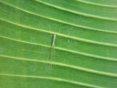 Tetragnatha hasselti