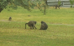 Papio ursinus ursinus