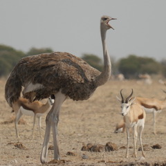 Struthio camelus australis