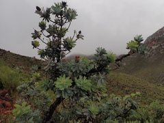 Protea nitida