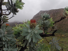 Protea nitida