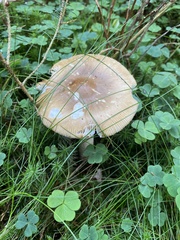 Amanita submembranacea