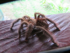 Avicularia