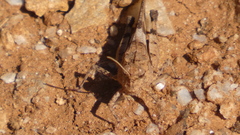 Oedipoda caerulescens