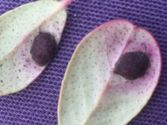 Exobasidium vaccinii