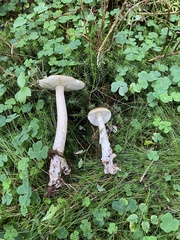 Amanita submembranacea