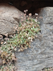 Sedum dasyphyllum