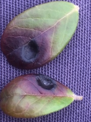 Exobasidium vaccinii