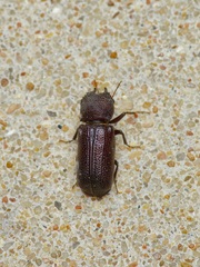 Apatides fortis