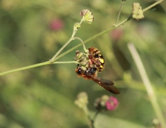 Xanthocampsomeris limosa