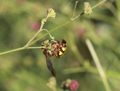Xanthocampsomeris limosa