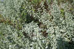 Mercurialis tomentosa
