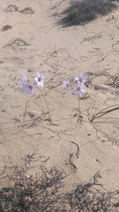 Leucocoryne purpurea