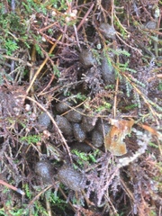 Cervus elaphus