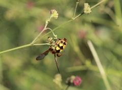 Xanthocampsomeris limosa