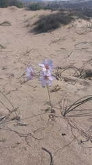 Leucocoryne purpurea