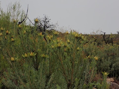 Leucadendron rubrum