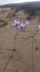 Leucocoryne purpurea