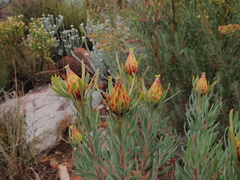 Leucadendron rubrum