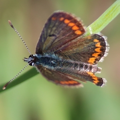 Aricia agestis