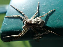 Philodromus margaritatus