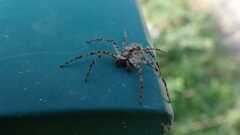 Philodromus margaritatus