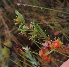Hermannia angularis